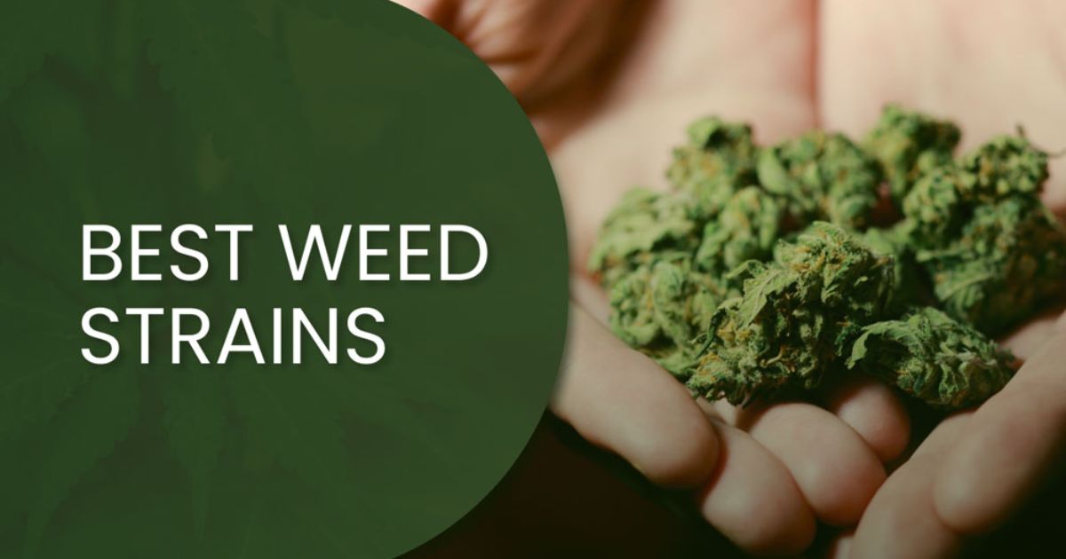 Choosing the Right Strains for Instagram-Worthy Photos